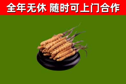 双清区烟酒回收冬虫夏草.jpg